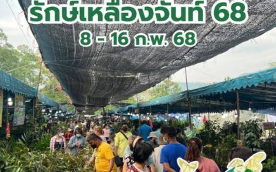 งานรักษ์เหลืองจันทน์ 68 มาแล้วจ้า